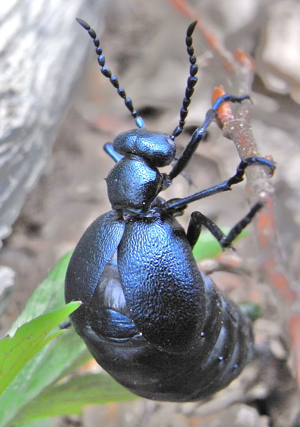 Meloe violaceus up.jpg © Siga