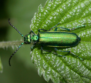 Lytta-vesicatoria.jpg © Franco christophe