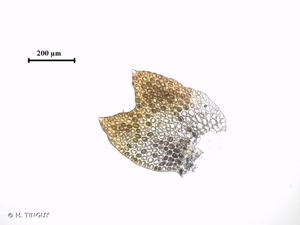<i>Isopaches bicrenatus</i> (Schmidel ex Hoffm.) H.Buch. © H. TINGUY