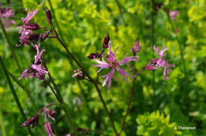 <i>Lychnis flos-cuculi </i>subsp.<i> flos-cuculi</i> L., 1753 © J. Thévenot