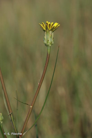 <i>Podospermum laciniatum</i> (L.) DC., 1805 © S. Filoche