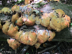 <i>Laetiporus sulphureus</i> (Bull. : Fr.) Murrill © H. Tinguy