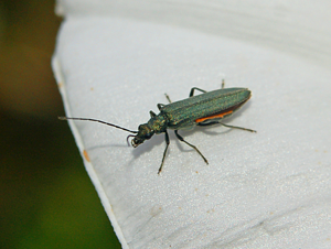 Oedemeridae - Oedemera cf. lurida.JPG © Hectonichus