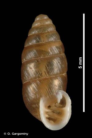 <i>Abida secale secale</i> (Draparnaud, 1801) © O. Gargominy