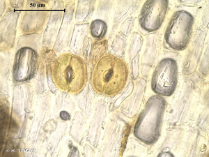 <i>Ulota crispula</i> Bruch, 1827 © H. TINGUY