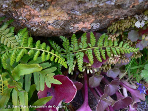 <i>Asplenium obovatum </i>subsp.<i> billotii</i> (F.W.Schultz) Kerguélen, 1998 © S. Sant/Parc Amazonien de Guyane