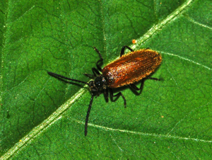 Tenebrionidae - Lagria hirta.JPG © Hectonichus