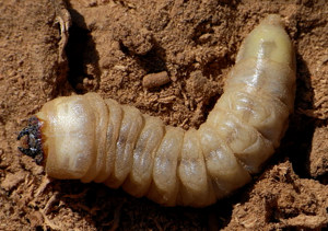 Ergates faber larva1.jpg © Siga