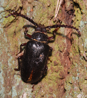 Prionus coriarius 080725.jpg © Accipiter, (R. Altenkamp, Berlin)