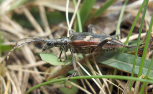 Rhagium bifasciatum 1.jpg © User:Stemonitis