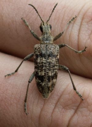 Rhagium inquisitor.jpg © The original uploader was Macieias at Polish Wikipedia
