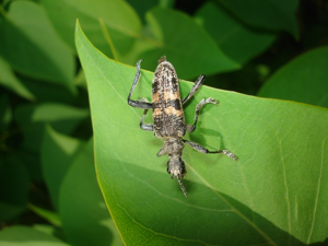 Rhagium mordax 01.JPG © Sanja565658