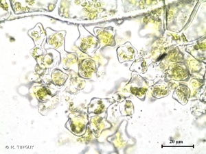 <i>Fuscocephaloziopsis lunulifolia</i> (Dumort.) Váňa & L.Söderstr., 2013 © H. TINGUY