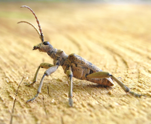 Rhagium sycophanta side.JPG © Siga