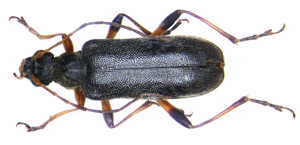 Cortodera femorata (Fabricius, 1787) (3187769875).jpg © Udo Schmidt from Deutschland