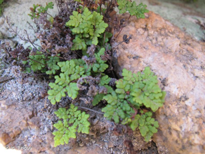 <i>Allosorus tinaei</i> (Tod.) Christenh., 2012 © H. Tinguy