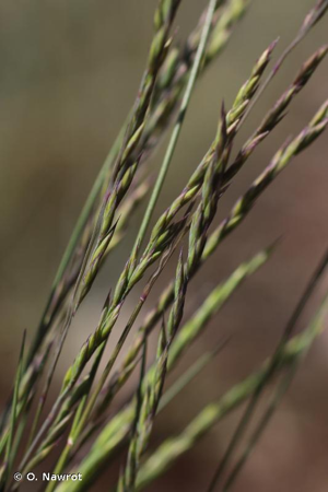 <i>Festuca auquieri</i> Kerguélen, 1979 © O. Nawrot
