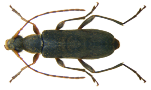 Grammoptera ruficornis (Fabricius, 1781) (3636411046).jpg © Udo Schmidt from Deutschland