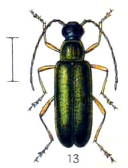 Grammoptera ustulata.png © Commons