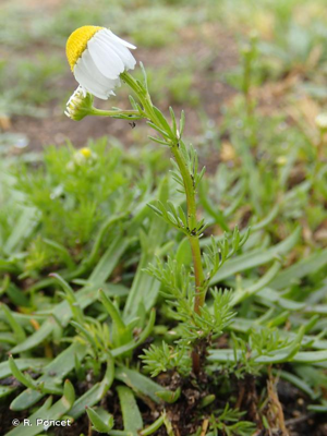 <i>Matricaria chamomilla</i> L., 1753 © A.-H. Paradis & R. Poncet