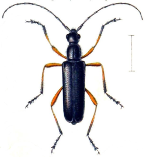 Anoplodera rufipes.jpg © Commons