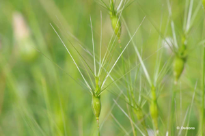 <i>Aegilops geniculata</i> Roth, 1797 © O. Delzons