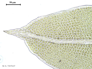 <i>Fissidens bryoides</i> Hedw., 1801 © H. TINGUY