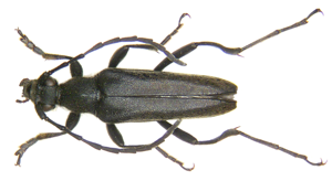 Leptura aethiops Poda, 1761 (2947474440).jpg © Udo Schmidt from Deutschland