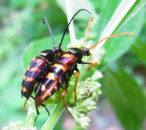 Leptura aurulenta couple.jpg © Siga