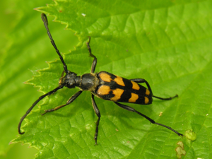 Leptura quadrifasciata1 2006-07-07.JPG © No machine-readable author provided. E rulez assumed (based on copyright claims).