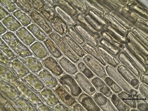 <i>Amphidium lapponicum</i> (Hedw.) Schimp., 1856 © H. TINGUY