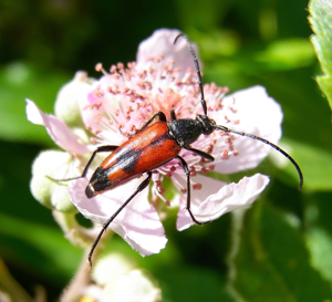 Stenurella bifasciata up.jpg © Siga