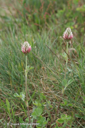 <i>Trifolium incarnatum </i>var.<i> molinerii</i> (Balb. ex Hornem.) DC., 1815 © R. Dupré MNHN/CBNBP
