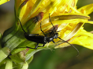 Leptura aethiops beentree.jpg © Commons