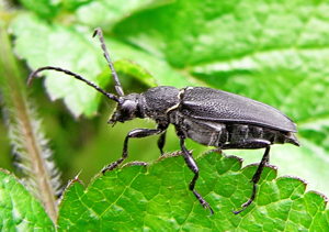 Stictoleptura scutellata male side.JPG © Siga