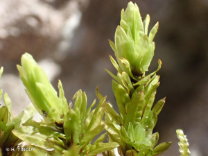 <i>Encalypta streptocarpa</i> Hedw., 1801 © H. TINGUY