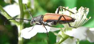 Anastrangalia dubia side.JPG © Siga