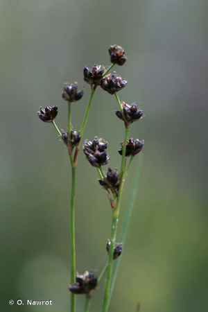 <i>Juncus alpinoarticulatus </i>subsp.<i> alpinoarticulatus</i> Chaix, 1785 © O. Nawrot