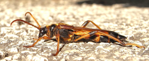 Necydalis ulmi side.JPG © Siga