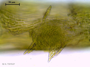 <i>Homalia lusitanica</i> Schimp., 1856 © H. TINGUY
