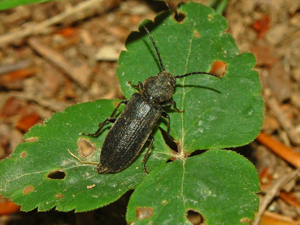 Cerambycidae - Asemum striatum-1.JPG © Hectonichus