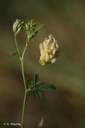 <i>Medicago sativa </i>subsp.<i> ambigua</i> (Trautv.) Tutin, 1968 © S. Filoche