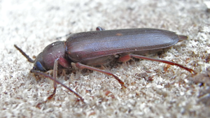 Arhopalus rusticus side.jpg © Siga