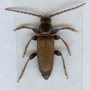 Tetropium castaneum2.jpg © Laisverobotams