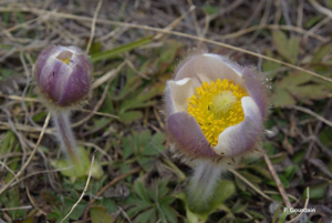 <i>Anemone vernalis</i> L., 1753 © P. Gourdain