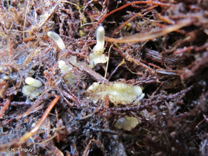 <i>Aneura mirabilis</i> (Malmb.) Wickett & Goffinett, 2008 © H. Tinguy