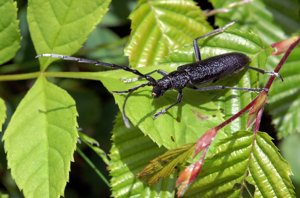 Cerambyx cerdo Saarland 2012-05-17 004.jpg © Orchi