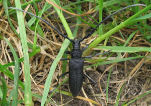 Cerambyx scopolii.jpg © Commons