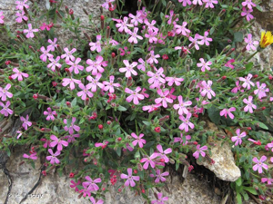 <i>Saponaria ocymoides </i>subsp.<i> alsinoides</i> (Viv.) Arcang., 1894 © H. Tinguy