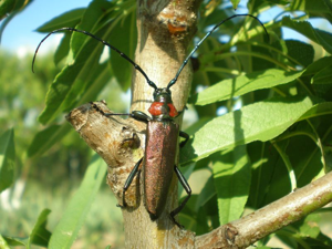 Aromia moschata ssp. ambrosiaca.jpg © Joan Carles Hinojosa Galisteo